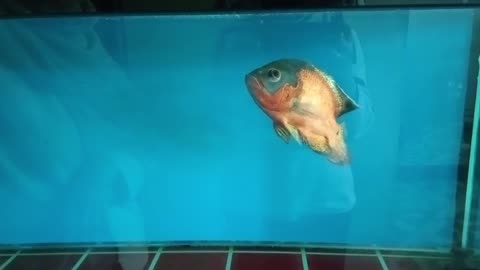 Oscar Fish Feeding Time: A Must-See!"