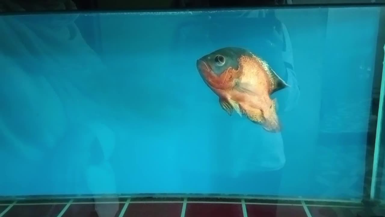 Oscar Fish Feeding Time: A Must-See!"