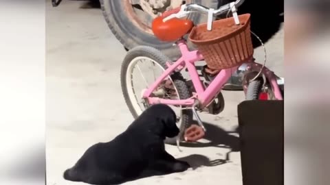 Funny Animal Moments part 4