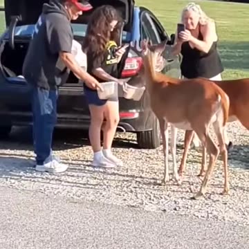 Deer 🦌 🦌 🦌 🦌 🦌 🦌