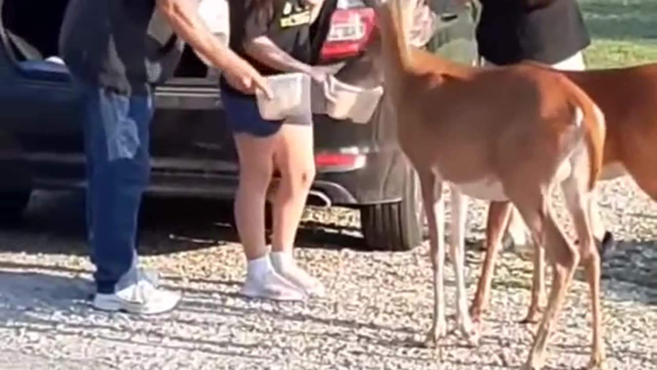 Deer 🦌 🦌 🦌 🦌 🦌 🦌