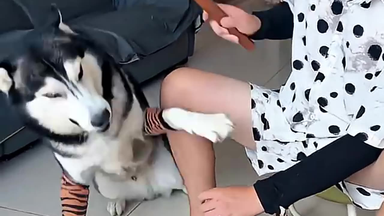 Funny Dog