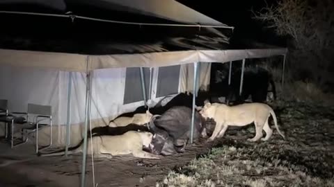 Buffalo killed by Lion Pride Epic Footage!!