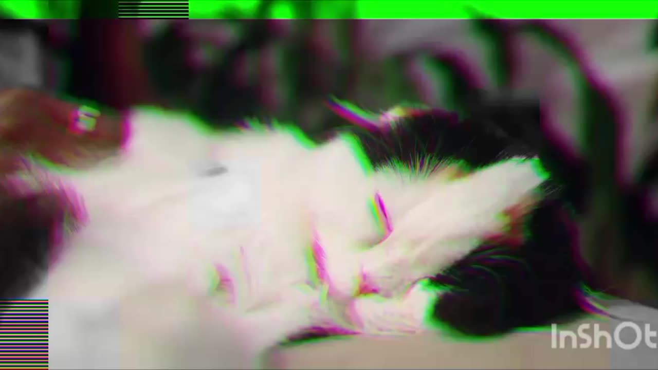 cat lover
