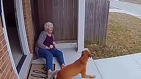 Leopard tried to attack old woman, the dog rescued