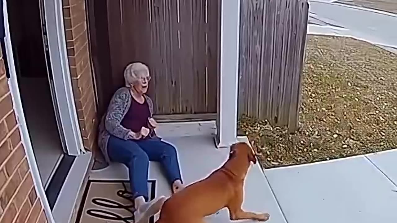 Leopard tried to attack old woman, the dog rescued