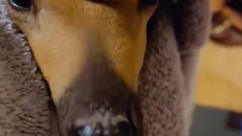 A man who saved a baby deer from a swimming pool