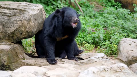 Asiatic Black BEAR