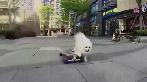 The dog can accelerate on the skateboard by itself.