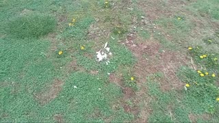 [GRAPHIC] Another Predator Attack! I'm DELETING My Neighbors Labrador Retriever