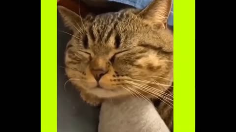 Funny animals