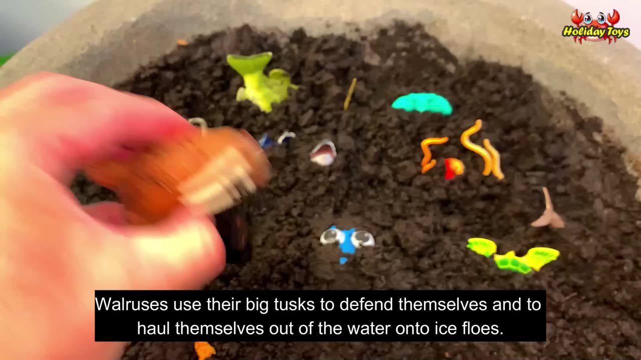 Penguins and Hermit Crabs Trapped in Blue Bubbles in an Ice Box