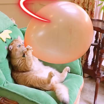 "Cat Tries to Inflate Balloon… Ends in a BOOM!" Must Watch 😅