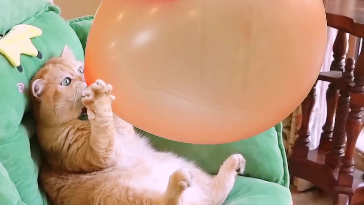 "Cat Tries to Inflate Balloon… Ends in a BOOM!" Must Watch 😅
