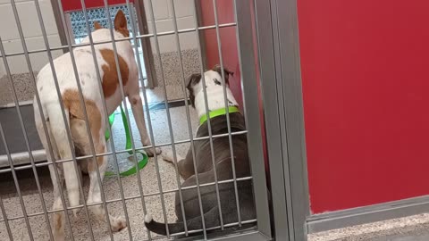 Maui-front- loves companionship 1y A871027 Joey 1y A877714 kennel 84 pod 3 PACC shelter2025081355