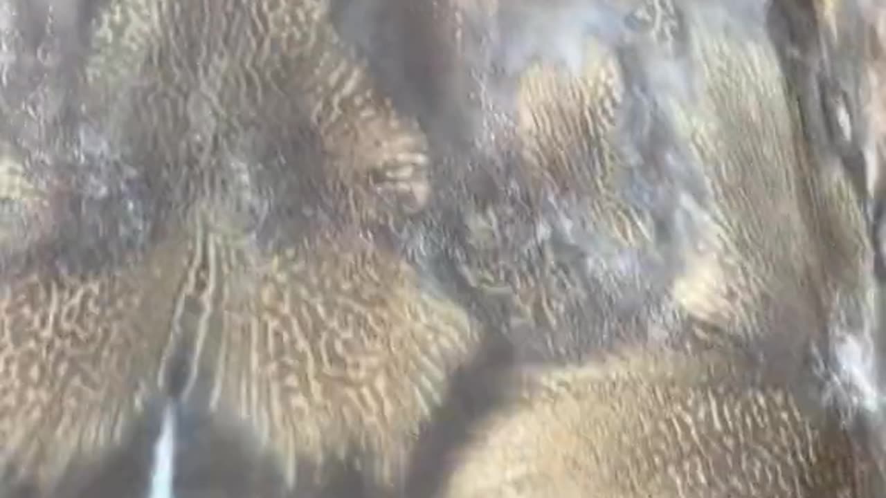 Look at the size of the head of this big fish