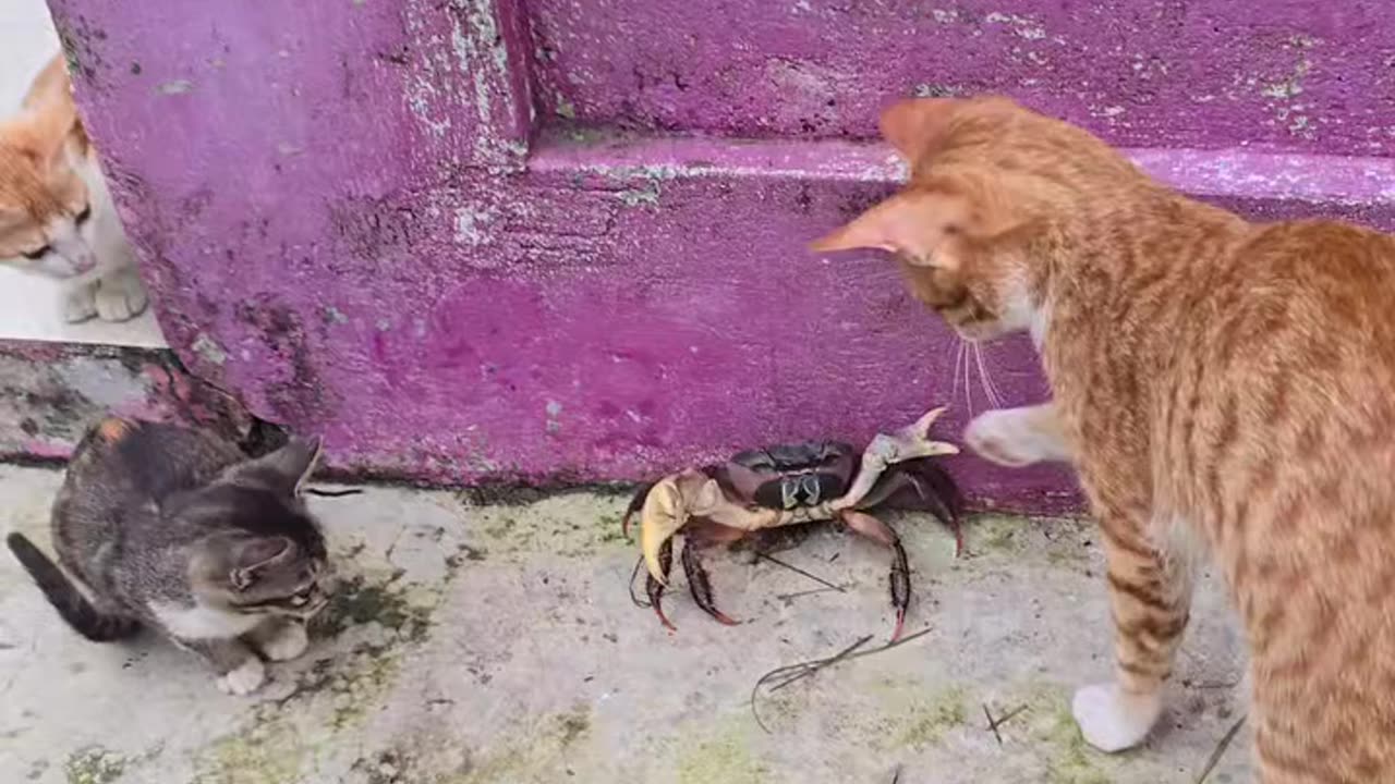 Billi Ne pareshan kar diya kekde ko,