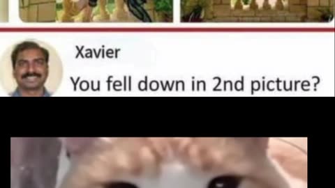 Funny cat seen #viral #trending #funny