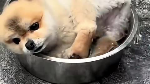Dog playing with water