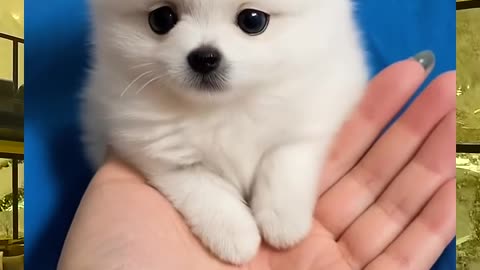Cute Animal Videos: Heartwarming Moments with Baby Animals and Funny Pets!