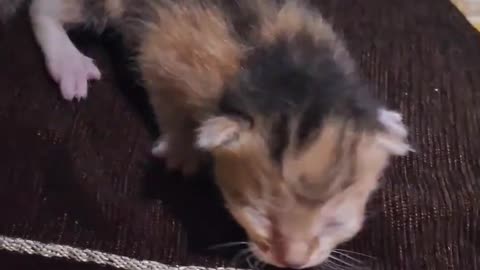 Baby cat | lovely kitten 😸