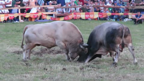 Bijeli Marko od Đerzića vs Zeko od Aldina i Mireta Banovići 2025