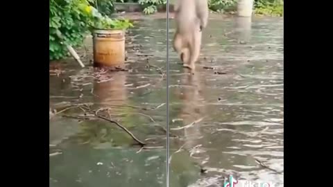 Monkey