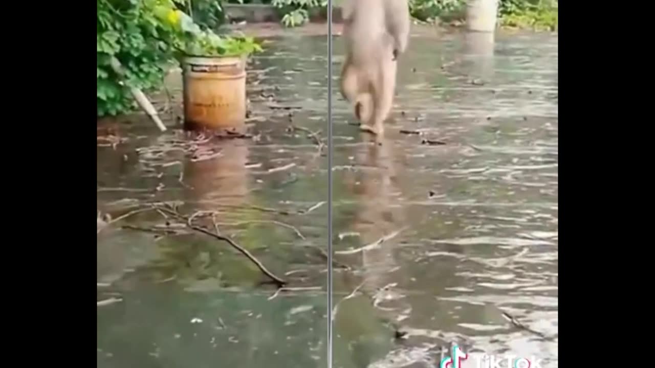 Monkey