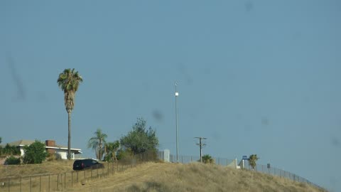 More palm trees