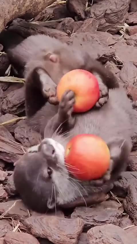 Juggling for apples 😊
