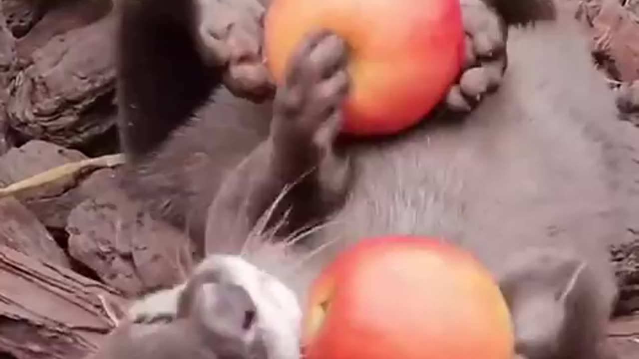 Juggling for apples 😊