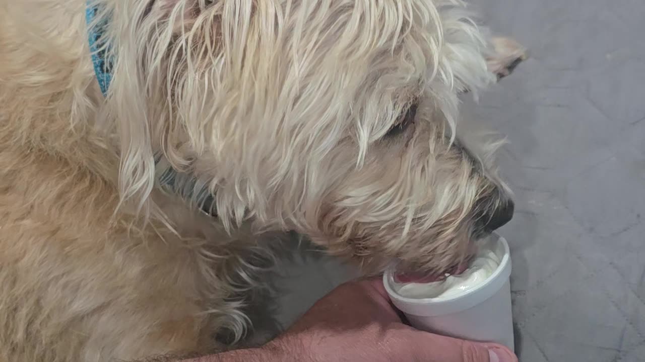 MY DOG BERKELEY LOVES VANILLA ICE CREAM