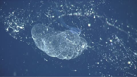 The Ghost Architect of the Ocean: The Creature That Builds Castles