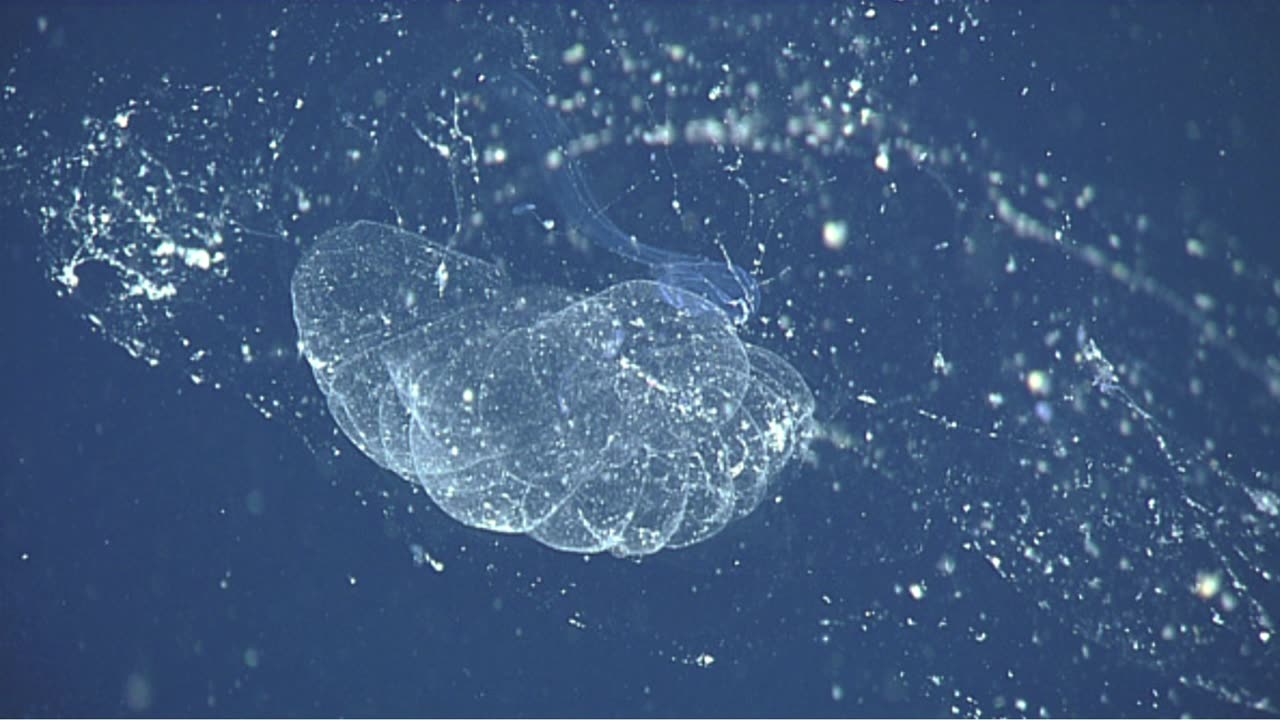 The Ghost Architect of the Ocean: The Creature That Builds Castles