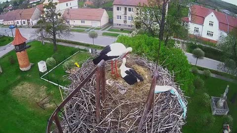 What did the stork bring to the nest? It looks like a bath towel 😄