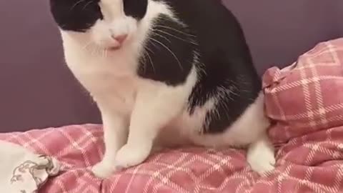 o gato enxendo a bexiga com peido.mp4