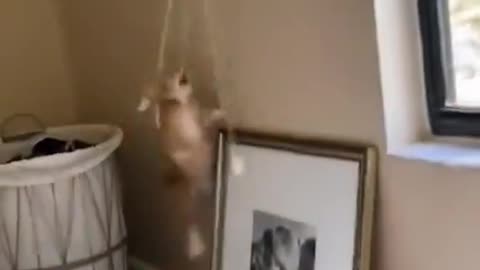 Funny Video Meme