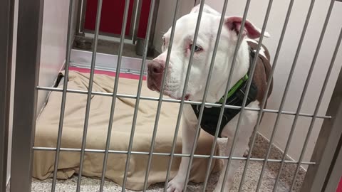 Chad-white 10y A699691 kennel 186 PACC shelter as long as I'm unconfrontational, he's ok20250706_893