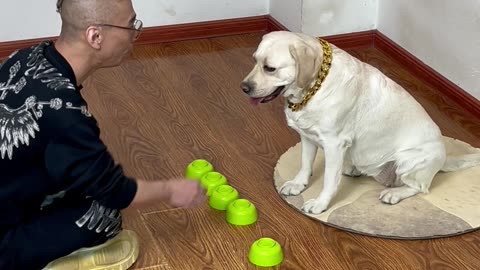 这是一只招财犬，前途无量啊！This is a lucky dog ​​with a bright future!