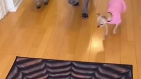 The privileged and the expendable