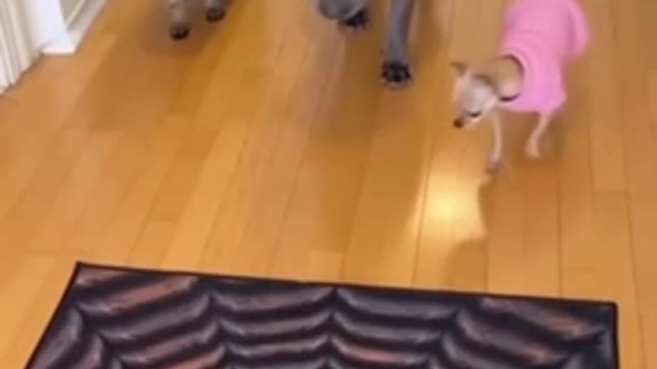 The privileged and the expendable