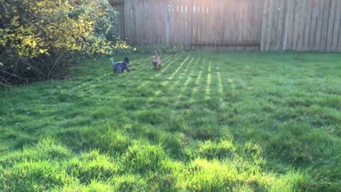 more first day pups 21321