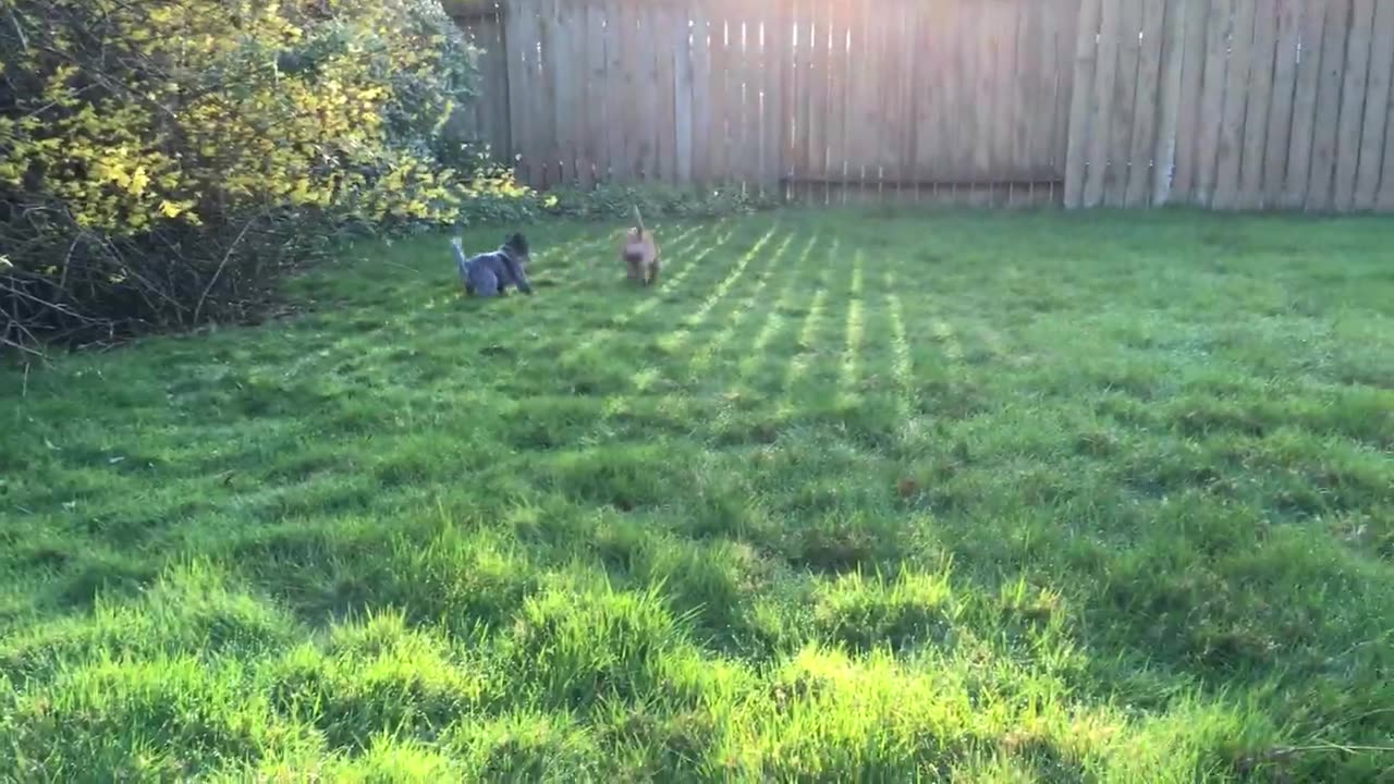 more first day pups 21321