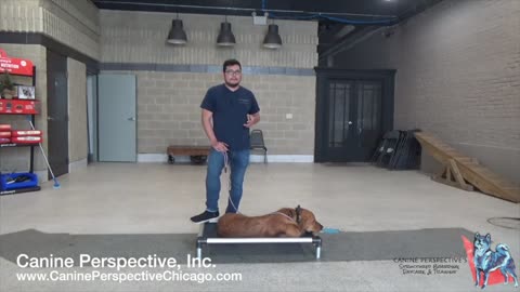 How To Teach Place With A Stable Resilient Golden Retriever Using A Dogtra E-Collar