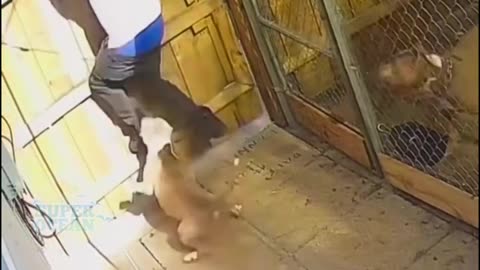 Funny video