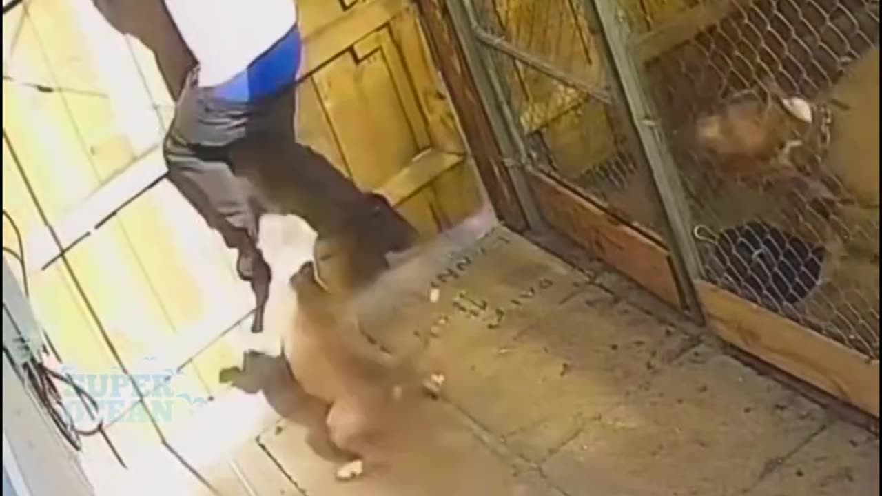 Funny video