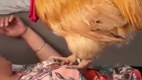What does the rooster do to me when I sleep？ (Click to watch the full version) #funny #cute
