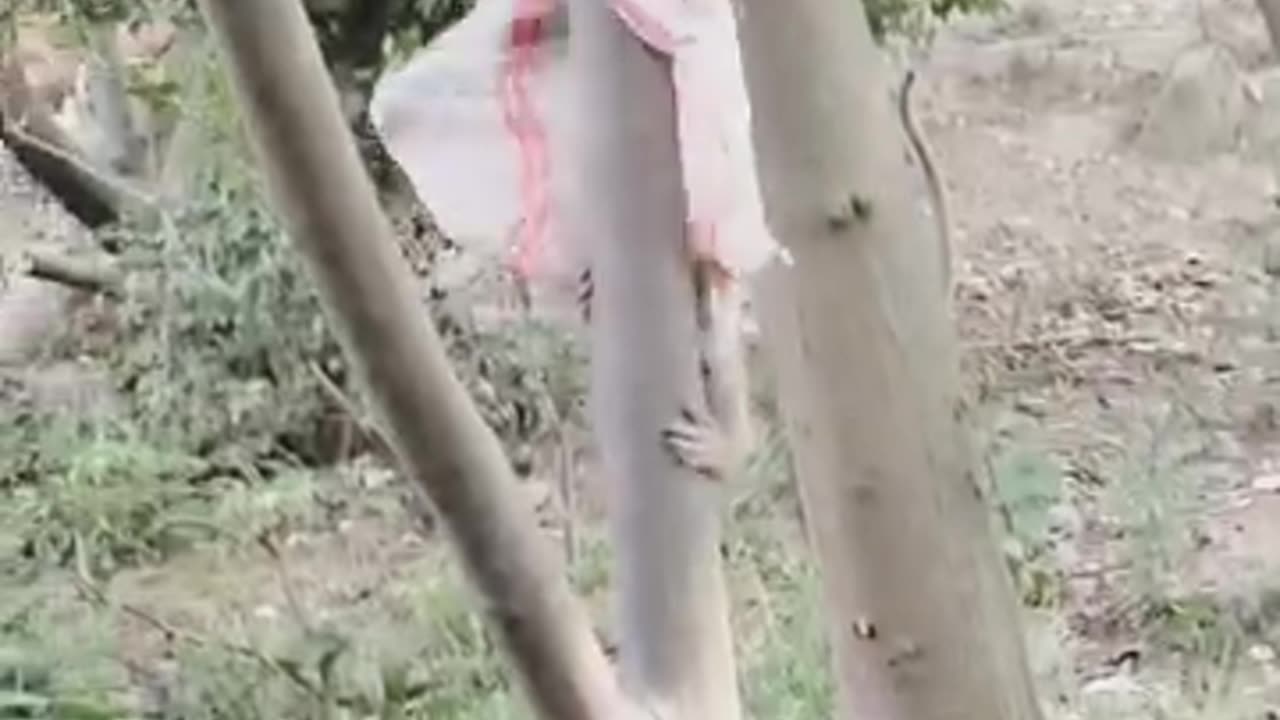 Funny 😂 video of monkey 🐒🐵