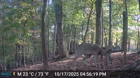 The Woods – 10/18/2025