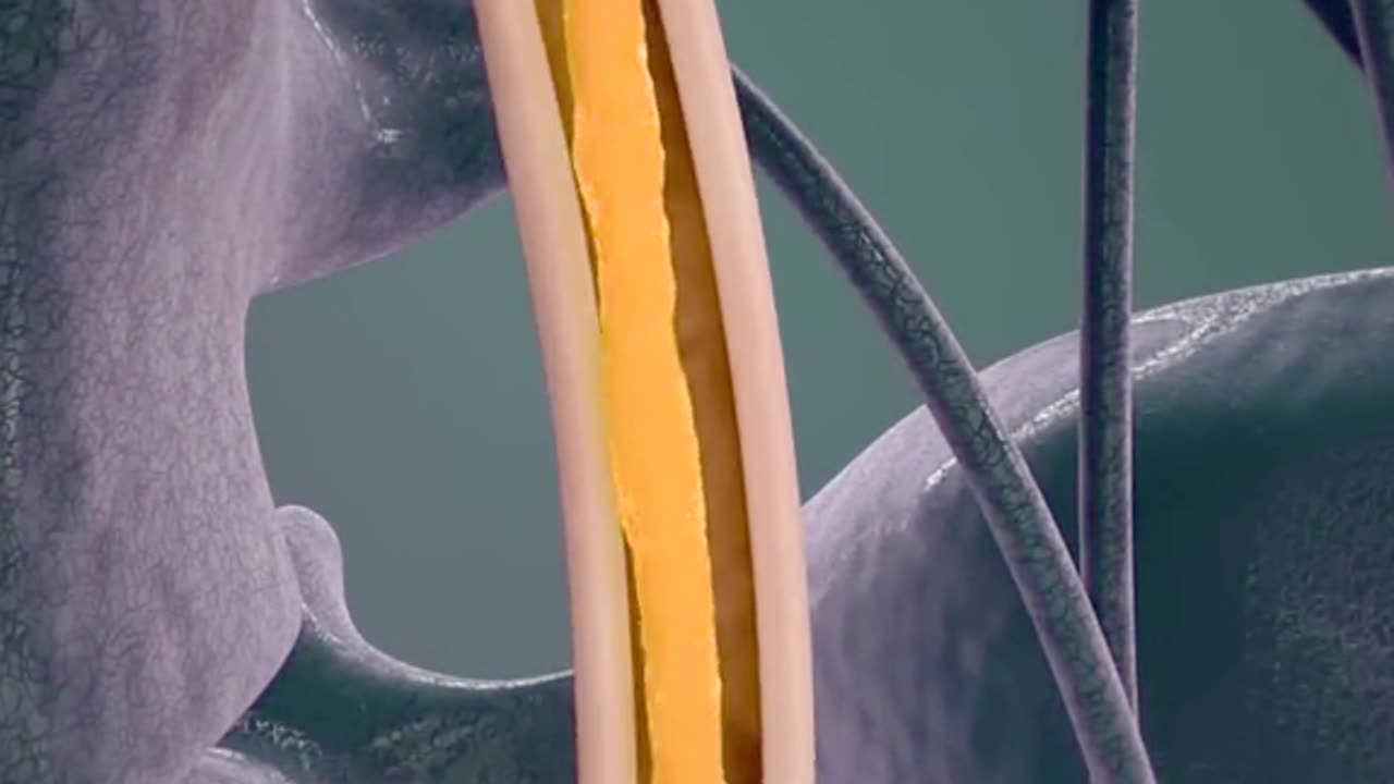 How Human Body Makes Urine Formation Of Urine (3D Animation)